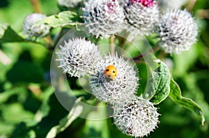 Orange ladybug on flower