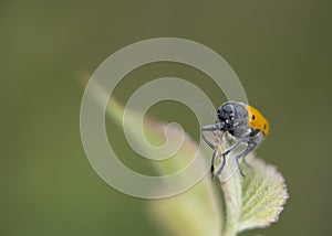 Orange ladybug macro on green background