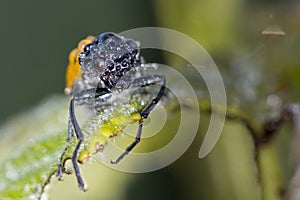 Orange ladybug macro on green background