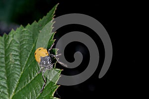 Orange ladybug macro on green background