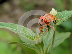 orange ladybug is perching on the leaves