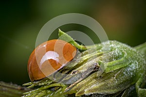 Orange ladybug walking on a flower