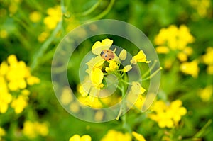 Orange ladybug on yellow rapeseed flower