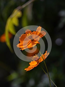 Orange lance-leafed coreopsis flower blossoms