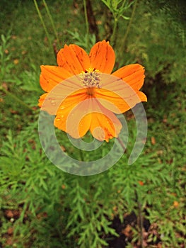 Orange lance-leaved coreopsis