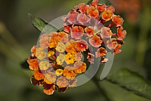 Orange lantana flowers close-up