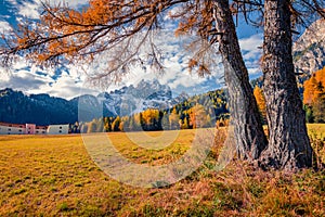 Orange larch trees in  Dolomite Alps, Province of Bolzano - South Tyrol, Itale, Europe.