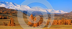 Orange larches on a background of mountains and blue sky photo