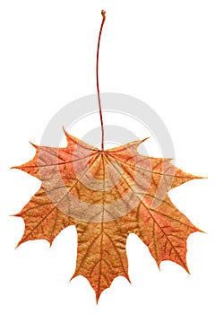 Orange leaf in autumn isolated. png transparent