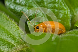 An orange leaf beetle