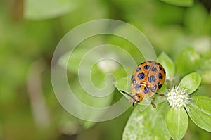 Orange leaf beetle