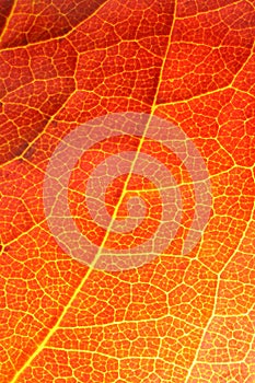 Orange leaf close-up