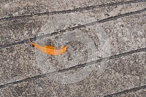 Orange leaf on concrete floor