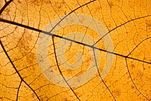 Orange leaf fallen with veins close-up. Autumn leaf texture