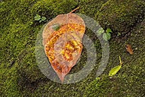 Orange Leaf On Green Moss