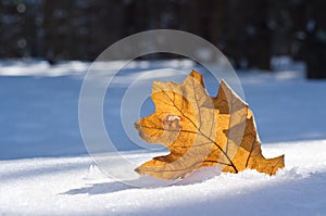 Orange leaf in November fell