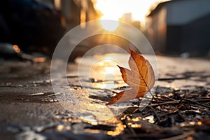 an orange leaf sits on the ground in front of the sun