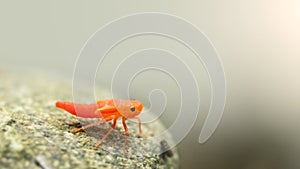 Orange leafhopper baby Bothrogonia addita on a stone