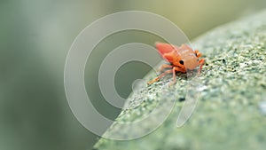 Orange leafhopper baby on a stone