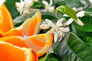 Orange with leafs and blossom