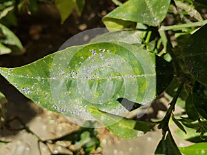Orange leaves attacked with mealybugs and Florida red scale photo