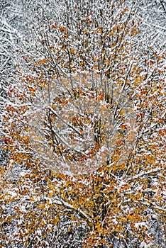 The orange leaves of a Bradford Pear Tree are covered with white snow.