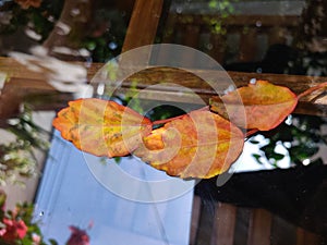 Orange leaves  with dark glass background, shaddow falling