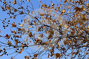 Orange leaves and fruits on a branch of plane tree on blue sky b