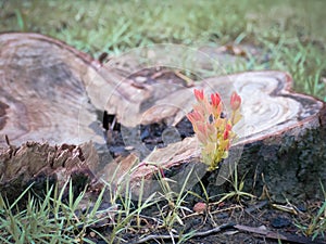 Orange leaves germinate from stumps.