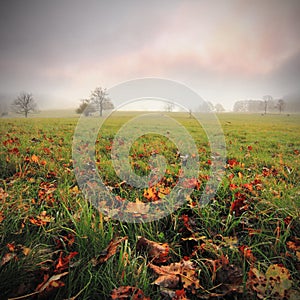 Orange leaves in green grass, cloudy sky