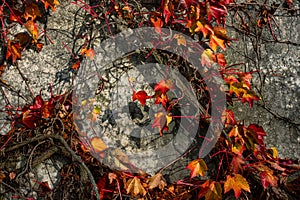 Orange leaves of Ivy on a wall