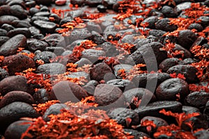 Orange Leaves And Rocks