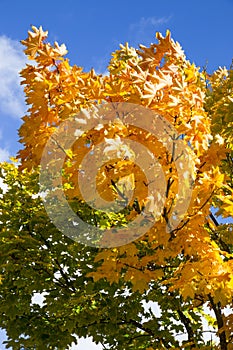 Orange leaves on tree in autumn