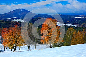 Orange leaves trees with first snow durring autumn. Morning view with snow after sunrise, orange landscape, Jetrichovice Bohemian