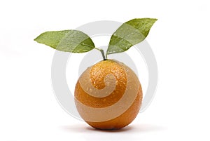 Orange fruit with leaves and water drops isolated on white background