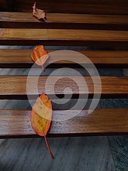 Orange leaves  with wooden sticks