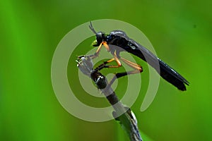 Orange-legged Robberfly, Dioctria oelandica.