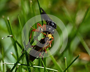 Orange-legged Robberfly, Dioctria oelandica with its prey