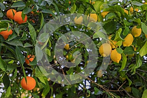 Orange and lemon citrus growing on a hybrid tree via a graft in California USA