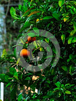 Orange Lemon in the organic tree