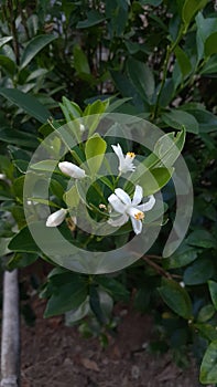 Orange, lemon, tangerine tree blossom. white spring flower