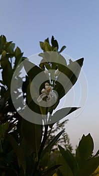 Orange, lemon, tangerine tree blossom. white spring flower