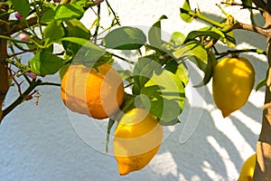 Orange and lemon on the tree - closeup
