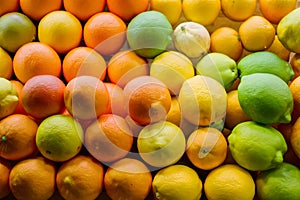 Orange lemons in market, fresh citrus fruit display, produce photo