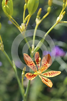 Orange leopard orchid