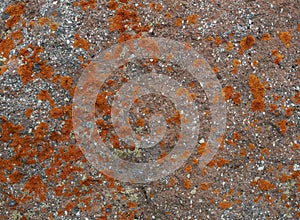 Orange lichen background in the stone