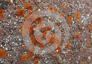 Orange lichen background in the stone