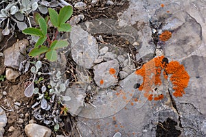 Orange lichen photo