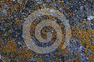 Orange lichen on concrete
