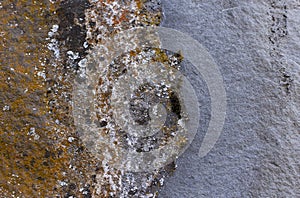 Orange Lichen On Gray Rock Background